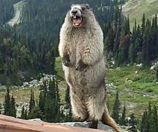 yelling marmot